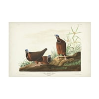 John James Audubon plavi golub ulje na platnu