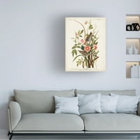 John James Audubon 'Seaside Finch' Canvas Art