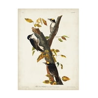 John James Audubon 'Three Toed Woodpecker' Canvas Art