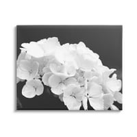 Delikatne bijele latice hortenzije Botanička i cvjetna galerija fotografija zamotana platna za tisak zidne umjetnosti