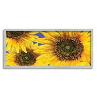 Životni suncokretovi cvjetovi trio botanički i cvjetni grafički umjetnost siva uokvirena umjetnička print zidna