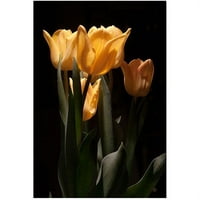 Zaštitni znak likovna umjetnost Tulip Blooms vii Canvas Art by Martha Guerra, 16x24